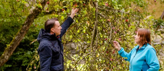 Ein Mann und eine Frau pflücken Äpfel