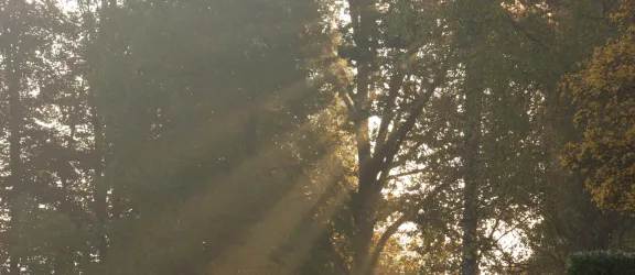 Sonnenlicht, das durch Bäume scheint