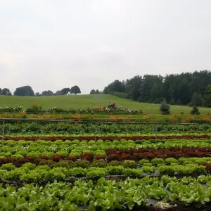 Rummelsberger Gärtnerei