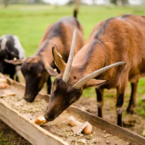 Ziegen beim Essen