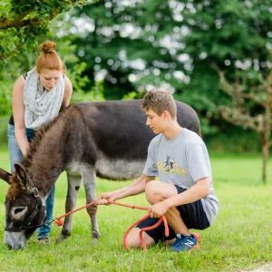 Tierpaten mit Esel