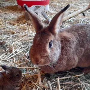 Patentier Kanninchen