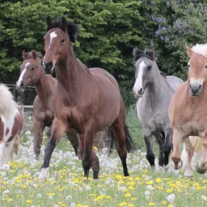 Fünf Pferde galoppieren über die Wiese