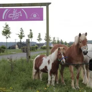 Drei Pferde stehen auf der Koppel