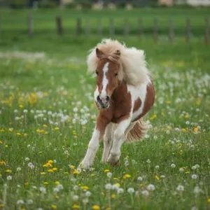Pony galoppiert über die Wiese