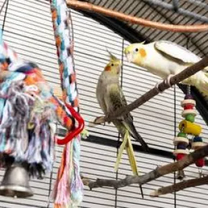 Kanarienvögel in einem Käfig