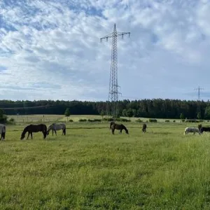 Viele Pferde auf der Koppel