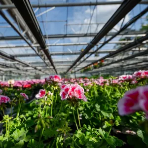 Hellrosa und dunkelrosa Geranien im Gewächshaus