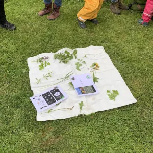 Blätter liegen auf einem Tuch in der Wiese