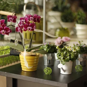 Lila Orchidee in gelben Topf