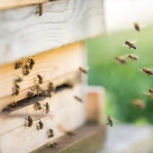 Bienenstock mit fliegenden Bienen davor