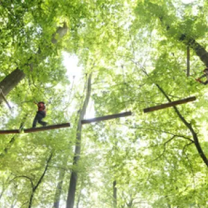 Blick in den Waldseilgarten