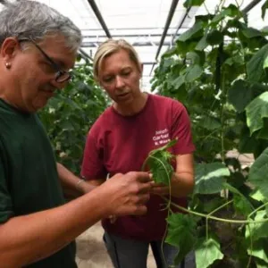 Auhof Gärtnerei Gewächshaus