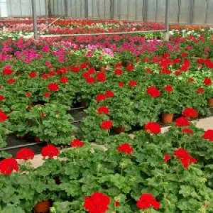 Blühende Blumen für Garten und Balkon