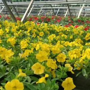 Blühende Blumen für Garten und Balkon