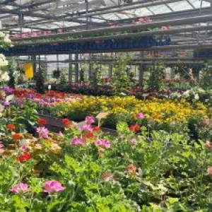 Blühende Blumen für Garten und Balkon