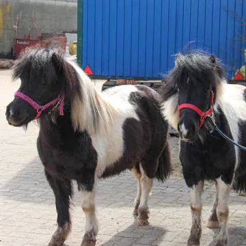 Tierpaten Ponys