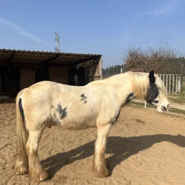 Therapiepferd Pumuckl