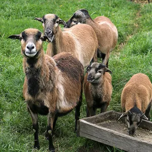 Schaf Tierpate