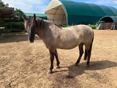 Pferd
