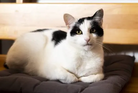 Weiße Katze mit schwarzen Flecken