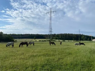 Viele Pferde auf der Koppel