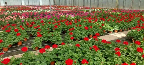 Blühende Blumen für Garten und Balkon
