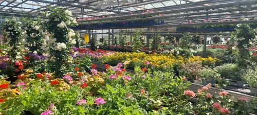 Blühende Blumen für Garten und Balkon