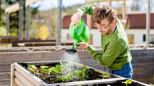 Ein Mann gießt mit einer Gießkanne ein Beet