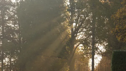 Licht fällt durch Bäume