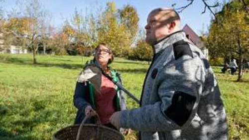 Zwei Menschen ernten Äpfel