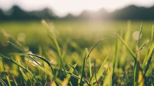 Grashalme auf einer Wiese