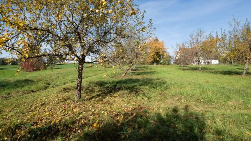 Achtsamkeits- und Entspannungsübungen am 22. Juli 2026 auf der inklusiven Streuobstwiese am Campus Haus Weiher in Hersbruck. 
