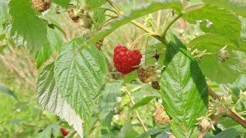 Wiesenschlemmernachmittag am 8. Juli 2026 auf der inklusiven Streuobstwiese in Hersbruck. 